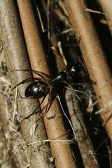 Camponotus bianconii