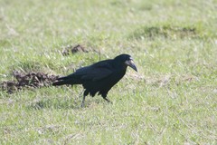 Corvus frugilegus