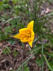 Tulipa sylvestris biebersteiniana