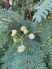 Leucaena leucocephala