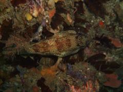 Acanthistius sebastoides