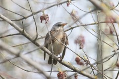 Turdus pilaris