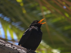 Turdus merula cabrerae