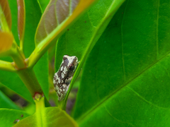 Dendropsophus branneri