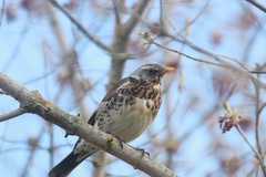 Turdus pilaris