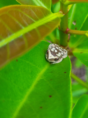 Dendropsophus branneri