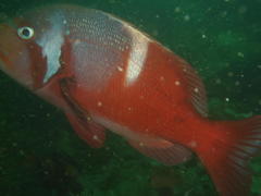 Chrysoblephus laticeps