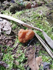 Gyromitra gigas
