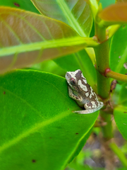 Dendropsophus branneri
