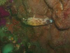 Acanthistius sebastoides