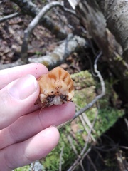 Gyromitra gigas