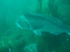 Sparodon durbanensis