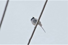Motacilla alba