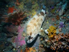 Acanthistius sebastoides