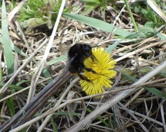 Bombus ruderarius