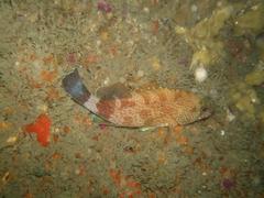 Acanthistius sebastoides