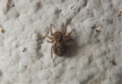 Pseudeuophrys vafra