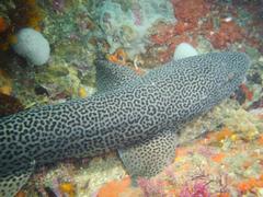 Leopard Catshark photo 2