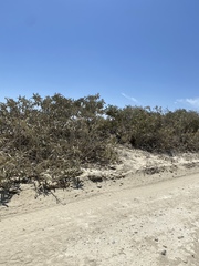 Colicodendron scabridum