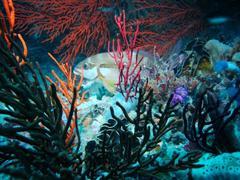 Chirodactylus brachydactylus