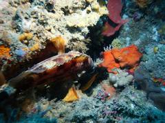 Acanthistius sebastoides