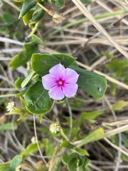 Catharanthus roseus image
