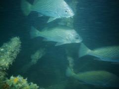 Umbrina canariensis
