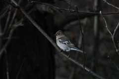 Fringilla coelebs