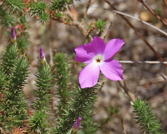 Linanthus californicus