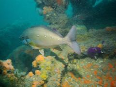 Chirodactylus brachydactylus