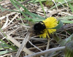 Bombus ruderarius