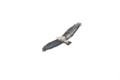 Buteo buteo