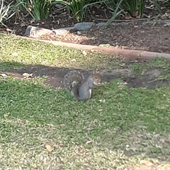 Sciurus carolinensis