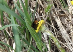 Bombus ruderarius