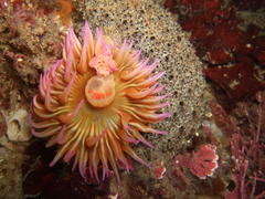 Pseudactinia