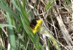 Bombus ruderarius