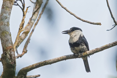 Notharchus swainsoni