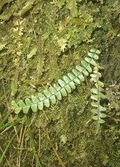 Ascogrammitis anfractuosa