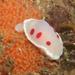 Red-spotted Nudibranch - Photo (c) tony rebelo, some rights reserved (CC BY-NC), uploaded by tony rebelo