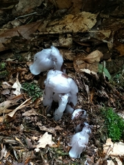 Monotropastrum humile