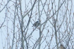 Fringilla montifringilla