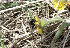 Bombus ruderarius