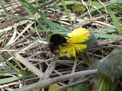 Bombus ruderarius