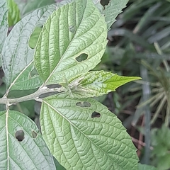 Varronia dichotoma