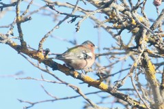 Fringilla coelebs