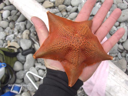 Patiria miniata