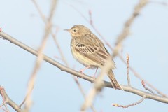 Anthus trivialis