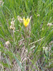 Tulipa sylvestris biebersteiniana
