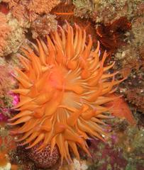 Pseudactinia