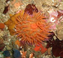 Pseudactinia
